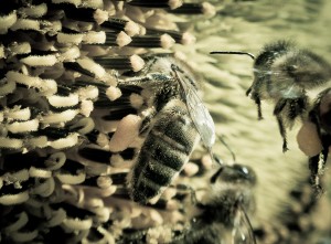 abeilles-nepoux-Gp-4