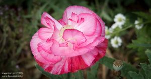 coquelicot