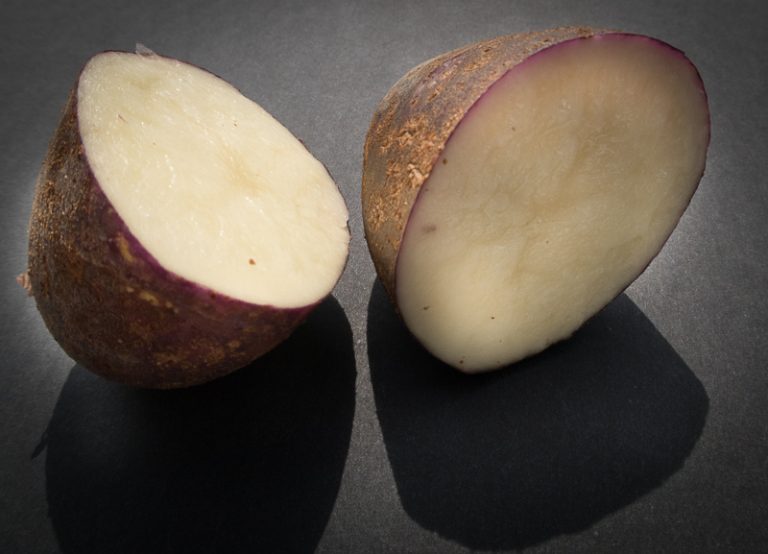 Banc d’essai : 9 variétés de pommes de terre dites résistantes au mildiou