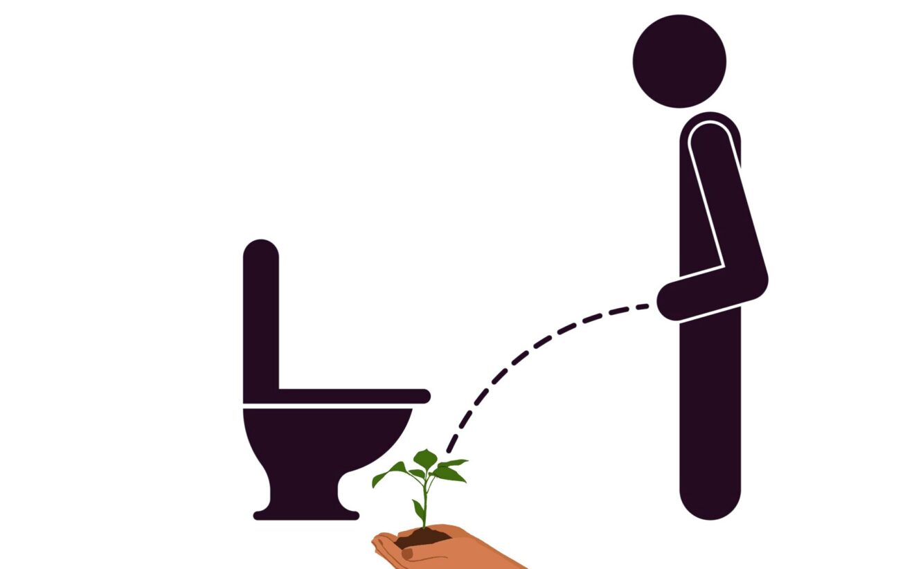 Osez votre urine au jardin, quelques conseils pour la doser